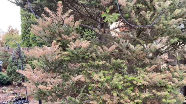 Сюрпризы весны 2024, первоцветы и как перезимовали хвойные смотреть онлайн