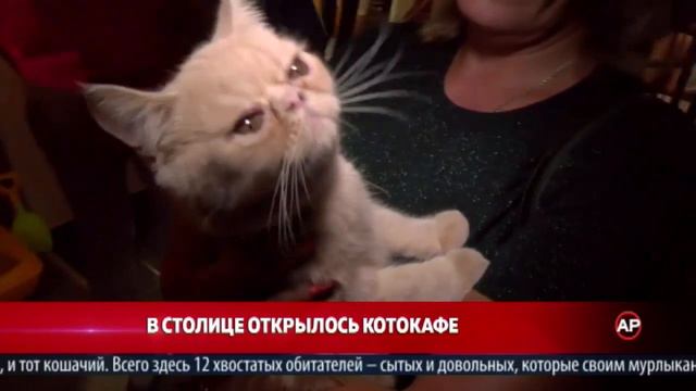 В столице открылось котокафе смотреть онлайн