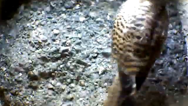 From Internet Camera(Turmfalken[03:1A:A5])2014/07/12,14:07:57_D смотреть онлайн