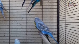 ? Учим попугая Яша говорить. Видеоурок 1: "Яша хорошая птичка"