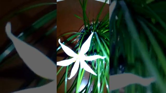 цветок зефирантес (выскочка) смотреть онлайн