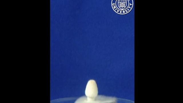 Coprinus sp. 1 смотреть онлайн