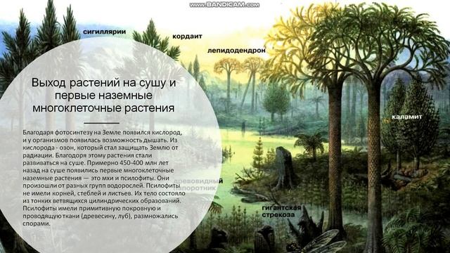 6 класс. Основные этапы развития растительного мира. смотреть онлайн