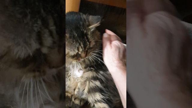 Был кучерявый, стал лысый смотреть онлайн