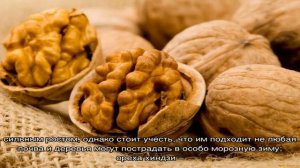 Прививка грецкого ореха: на что можно сделать