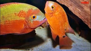 Красивая Цихлазома Винная Бражник. Содержание в аквариуме, разведение и совместимость с рыбками
