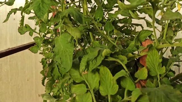 31августа 2020.Что в теплице ? смотреть онлайн