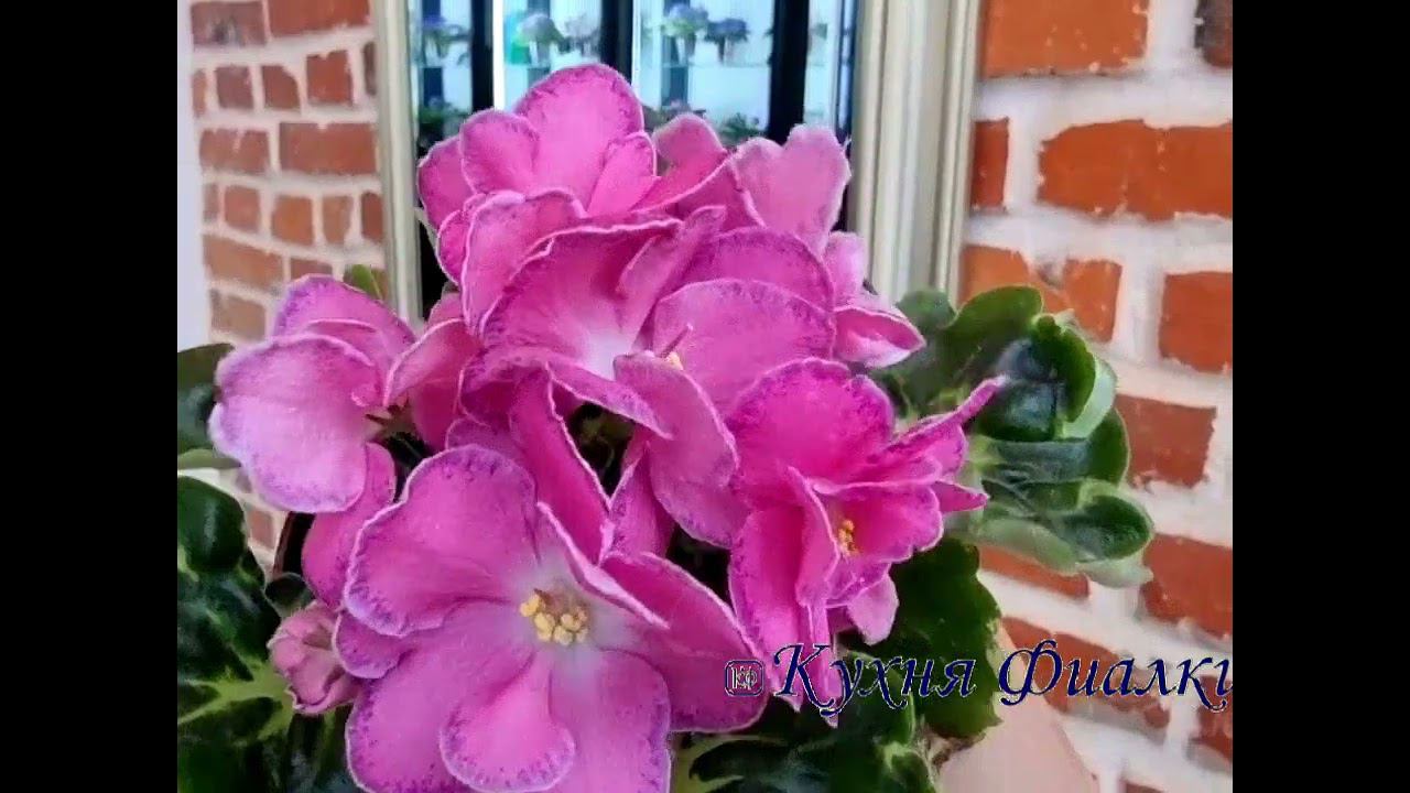 АВ-Фаберже. Кухня Фиалки. Могилев. смотреть онлайн