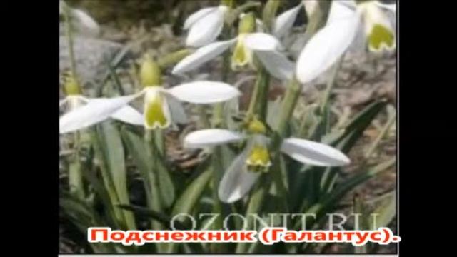 красная книга смотреть онлайн