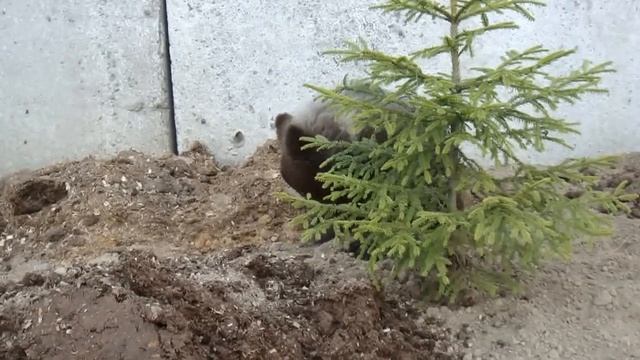 Сеня и колючая елка) смотреть онлайн