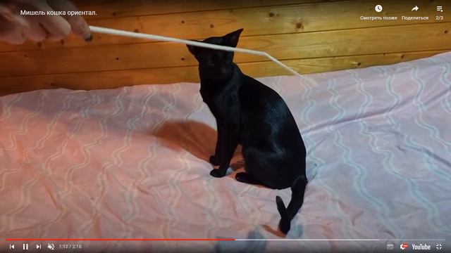 Презентация ориентальной кошки MISHEL ELVEN HOUSE смотреть онлайн