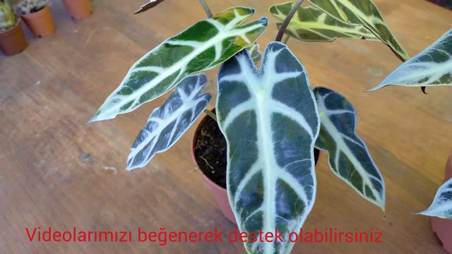Salon Çiçekleri-Alocasia Amozanica Polly-Amozon Fil Kulağı смотреть онлайн