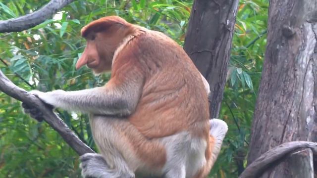 🔴 Beautiful Nature of Wild Animals in Tropical Rainforest - Scenic Wildlife Films 🦜 смотреть онлайн