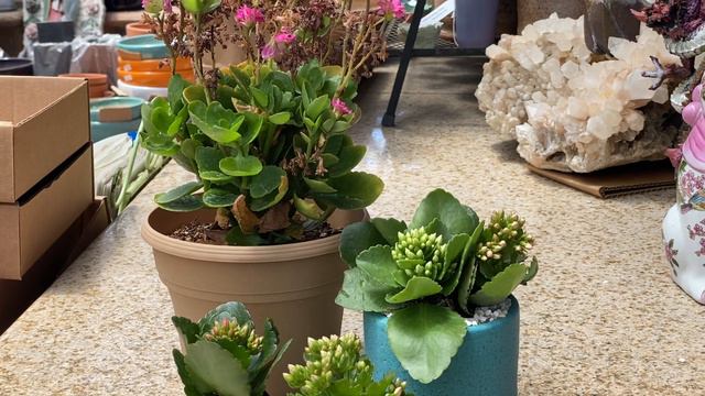 Kalanchoe blossfeldiana смотреть онлайн