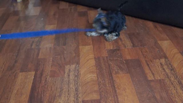 Йоркширский терьер на продажу смотреть онлайн