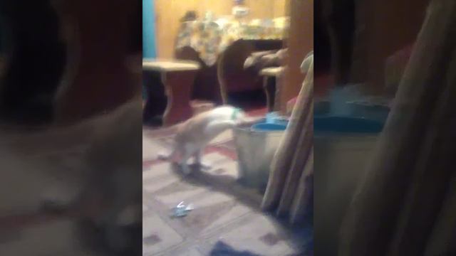 Кот отравился смотреть онлайн
