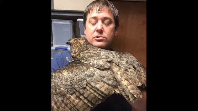 Мужчина спас сову от смерти и ее благодарность поразила! смотреть онлайн