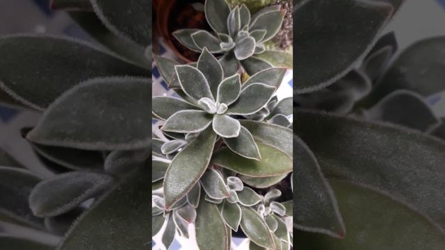 Echeveria setosa? смотреть онлайн