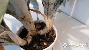 Деление эхмеи , посадка в новый горшок.