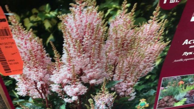 САД 2022.Астильбы 2022 в Оби.Пушистые и Красивые! смотреть онлайн