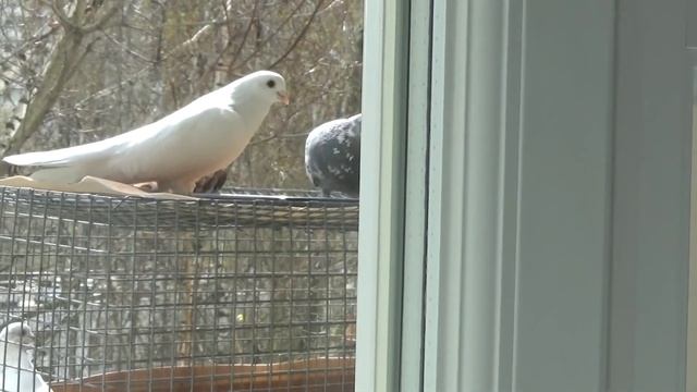Мои голуби на балконе смотреть онлайн