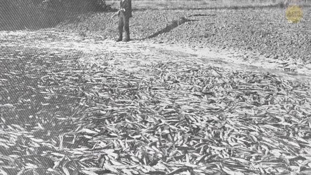 101 fatti affascinanti che vi terranno incollati смотреть онлайн