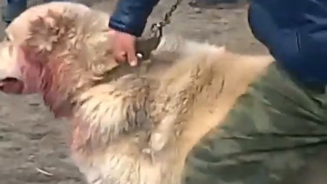 СОБАЧИЙ БОЙ ЗАЩИТА ОТ ВОЛКОВ Canine BOY PROTECTION WOLVES смотреть онлайн