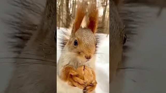 В ЛЕСУ ГРЫЗУН смотреть онлайн