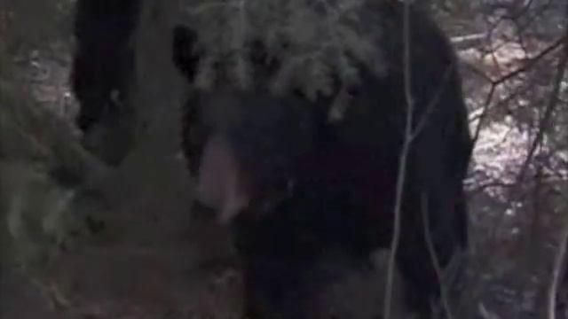 American Black Bears смотреть онлайн