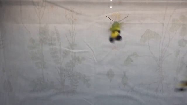 Полёт кофейных шмелевидок смотреть онлайн