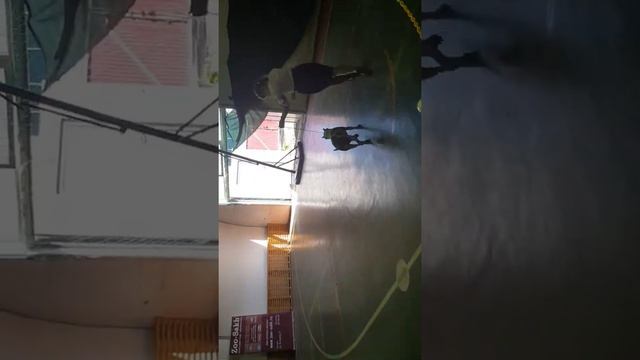 Выставка собак 15.09.19 южно-сахалинск(1) смотреть онлайн