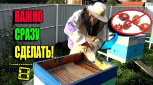 ПЕРВЫМ ДЕЛОМ ПОСЛЕ МЕДОСБОРА, ЧТОБЫ ПЧЕЛЫ ХОРОШО ЗИМОВАЛИ. ЛЮБИТЕЛЬСКОЕ ПЧЕЛОВОДСТВО 23-33