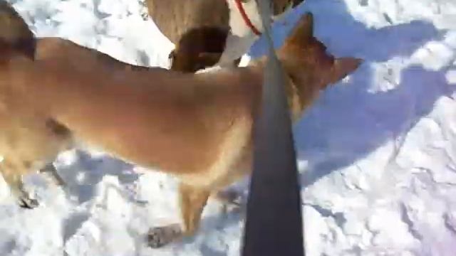 Боря и Алиса смотреть онлайн