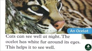 Oxford Read and Discover Level 1 WILD CATS