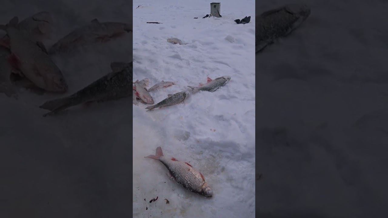 ВОТ ЭТО ПОКЛЕВКА. ТРОФЕЙНАЯ СОРОГА(ПЛОТВА) смотреть онлайн