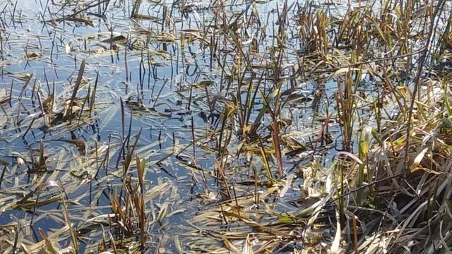 Нерест ЩУКИ смотреть онлайн