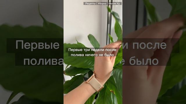 В нашей семье завелся алкаш. Цветок - пьяница это горе семье?😅Нашей наоборот- счастье и цветение 😍