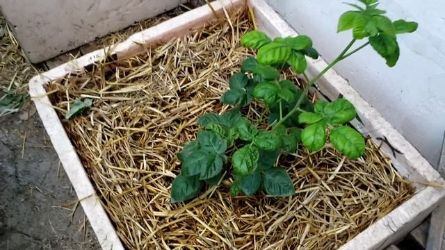 Состояние молодых саженцев малины и ежевики на 9 июля смотреть онлайн