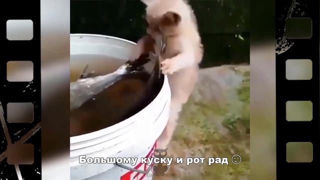Забавные котики и еда (часть 1)??? смотреть онлайн
