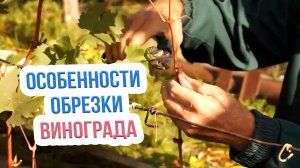 Особенности осенней обрезки старого винограда в Сибири