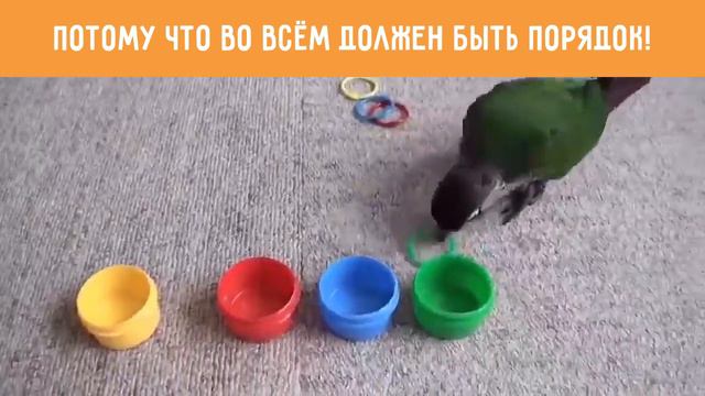 Потому что во всём должен быть порядок! смотреть онлайн