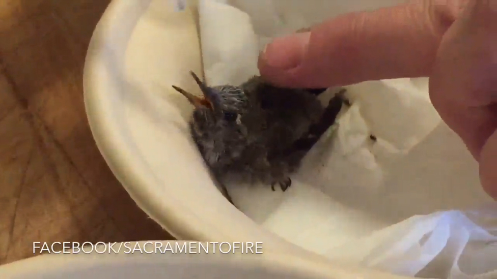 Пожарный кормит птенца колибри смотреть онлайн