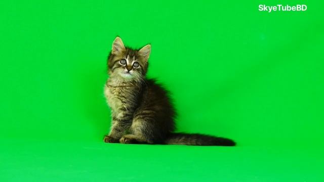 6 position cat green screen background #cat #cats #greenscreen #green #greenscreenstatus #backgroun смотреть онлайн