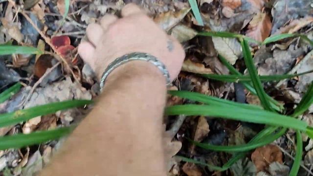 ГРИБ БОРОВИК КРАСНЫЙ / Условно съедобный Гриб смотреть онлайн