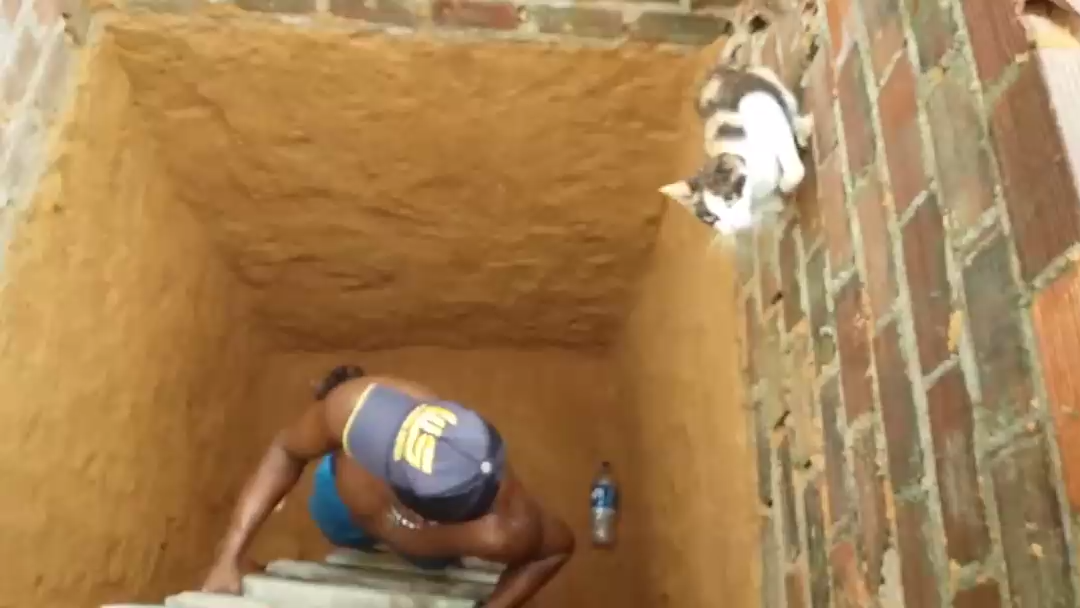 Котенок сам себя спас смотреть онлайн