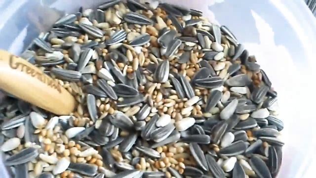 Что нужно для содержания Кореллы ? смотреть онлайн