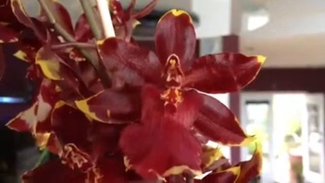 Orchid care, Phalaenopsis alternative, Colmanara Golden Red Star orchid on Vancouver Island смотреть онлайн