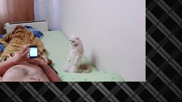 Полный ржач, кот патриот своей страны! смотреть онлайн