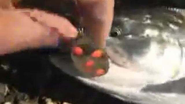 Камчатка спиннинг кижуч смотреть онлайн