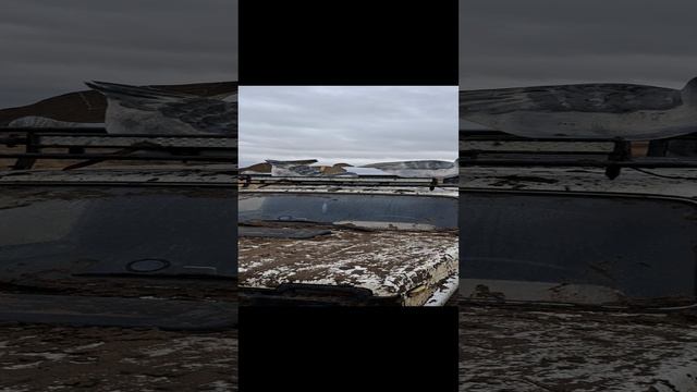 весенняя охота на гуся.